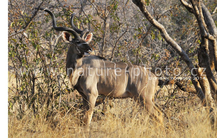 Jedním z nejlepších míst v Africe, kde můžete pozorovat divoké kudu, je Ruaha.