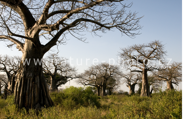 Les baobabů v parku Ruaha.