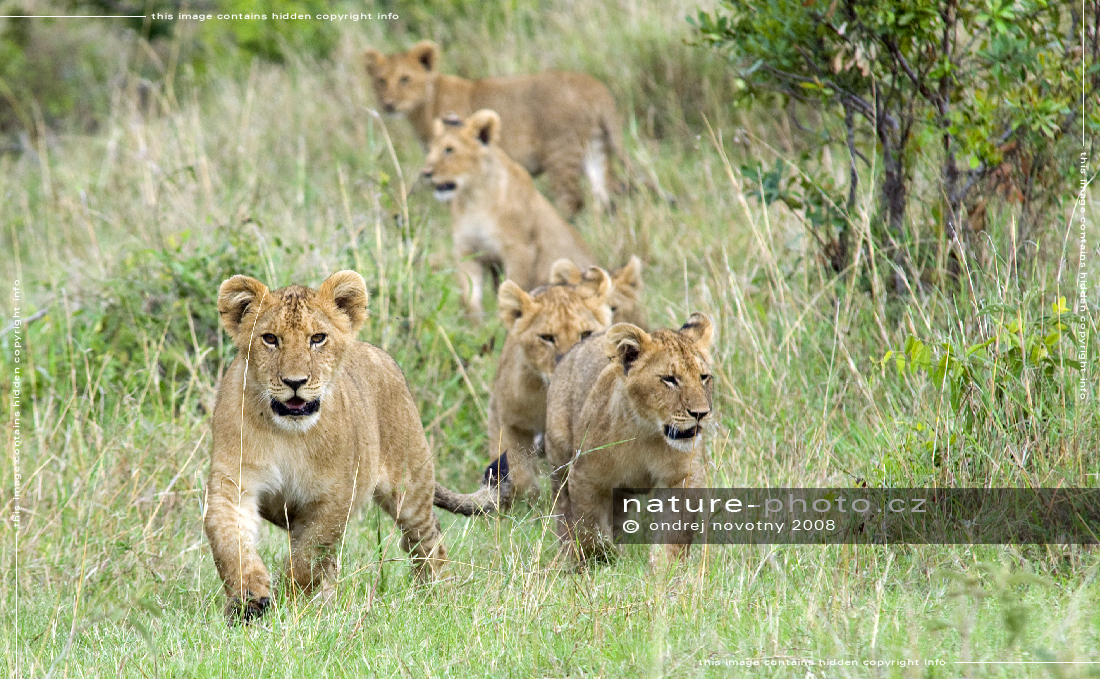 Lvíčata - Afrika fototisky
