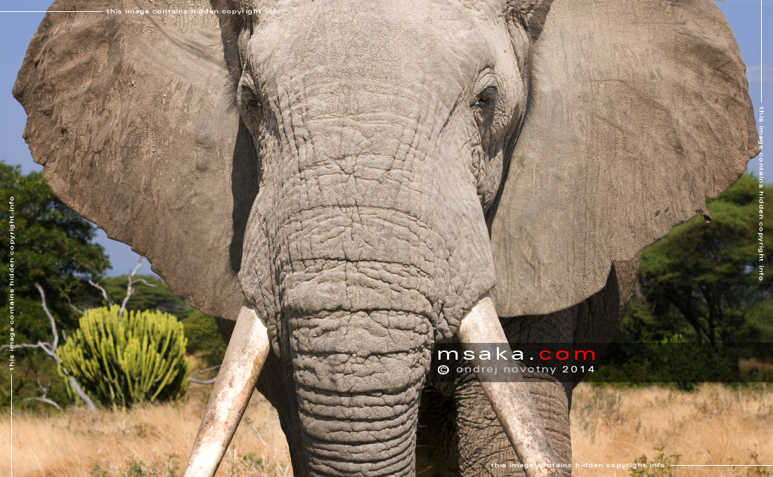 Velký sloní samec z Ruahy - Afrika fototisky