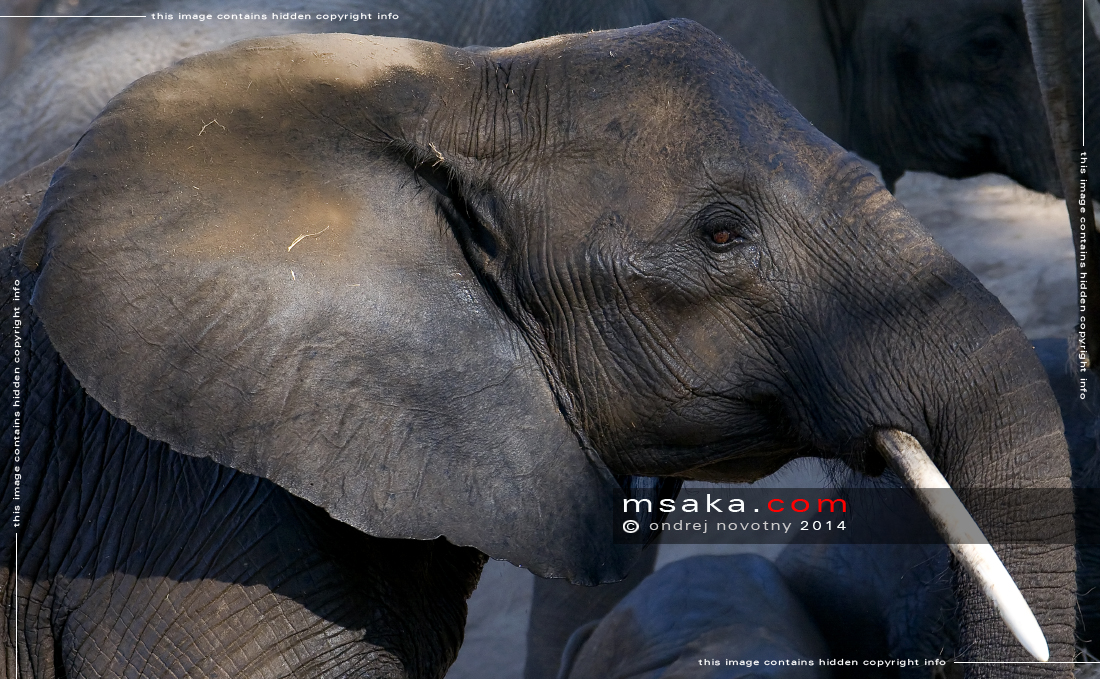 Profil mladé slonice, Ruaha - Afrika fototisky