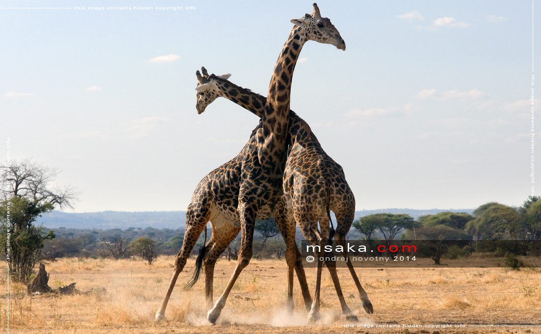 Přetlačující se žirafy, Ruaha - Afrika fototisky