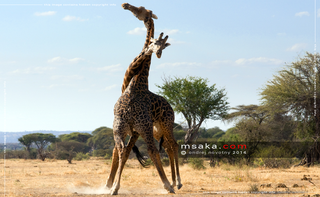 Dva bojující samci žirafy - Afrika fototisky
