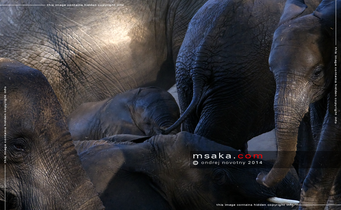 Sloni relaxující ve stínu akácií - Afrika fototisky