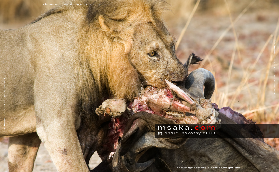 Lev s kořistí, Luangwa - Afrika fototisky