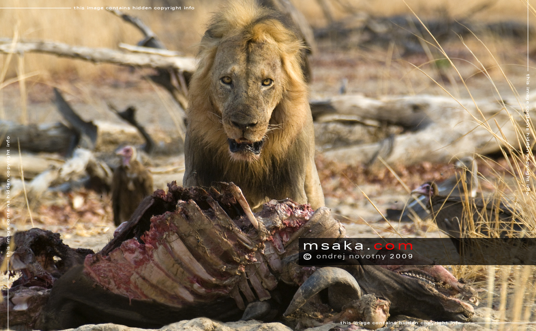 Lev u uloveného buvola - Afrika fototisky