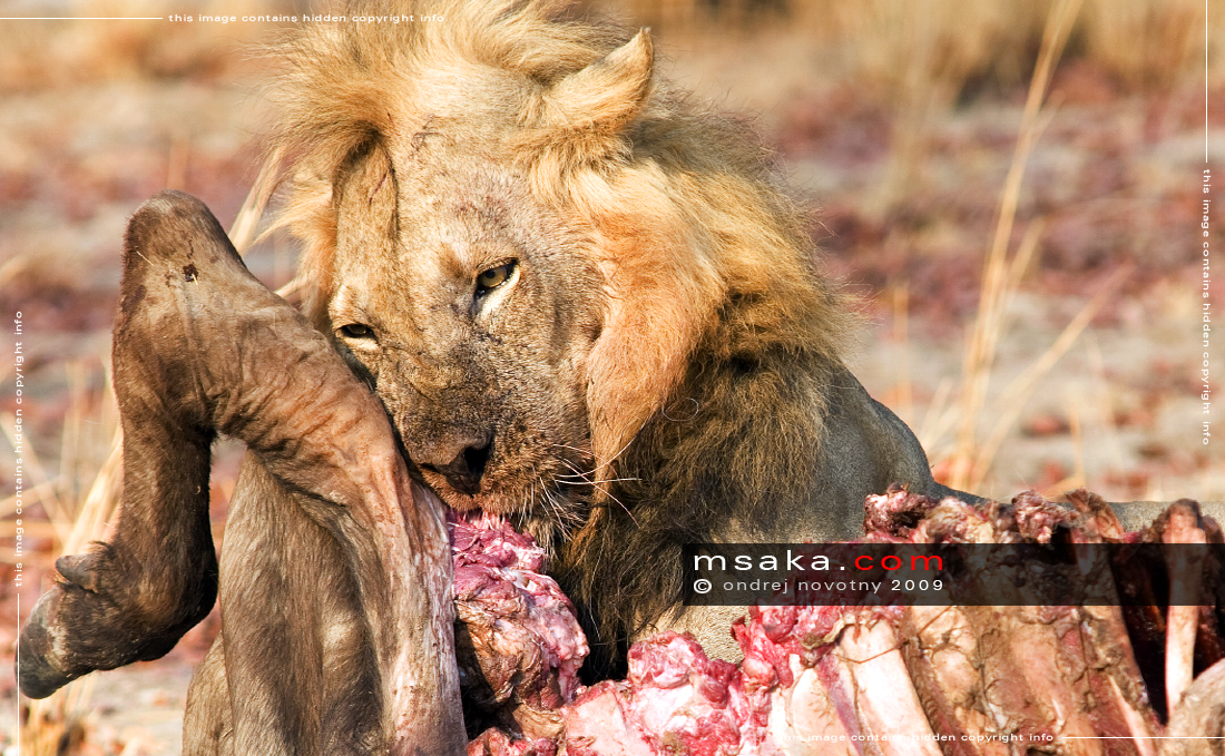 Krmící se lev - Afrika fototisky