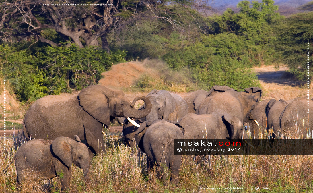 Sloni na pastvě u řeky Ruaha - Afrika fototisky