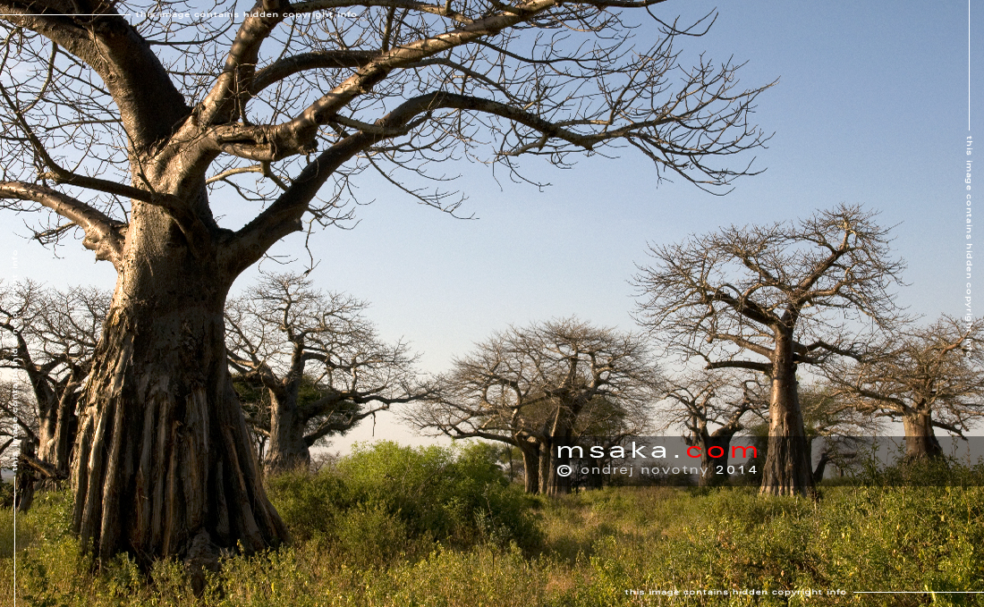 Les baobabů, Ruaha - Afrika fototisky