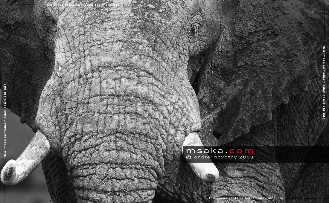loxodonta africana slon africký útok detail masai mara keňa - Afrika fototisky