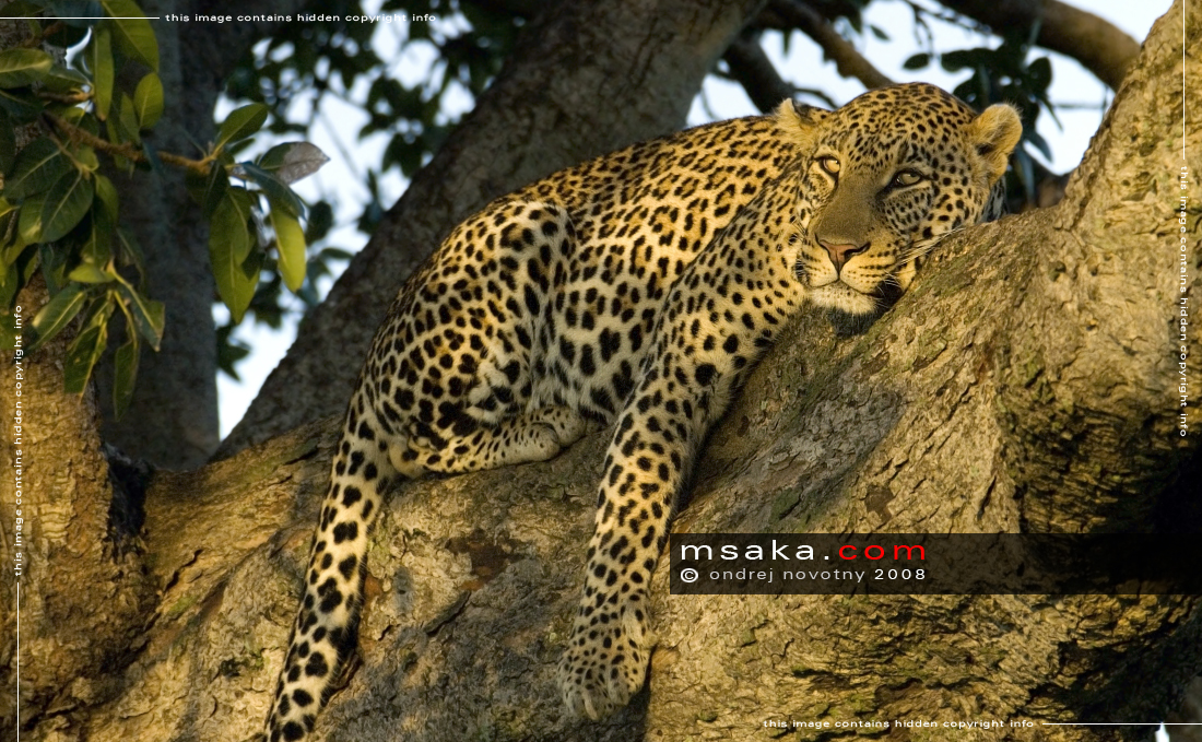 levhart skvrnitý masai mara Keňa východ slunce Panthera pardus - Afrika fototisky