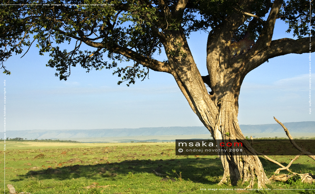 Levhartí strom - Afrika fototisky