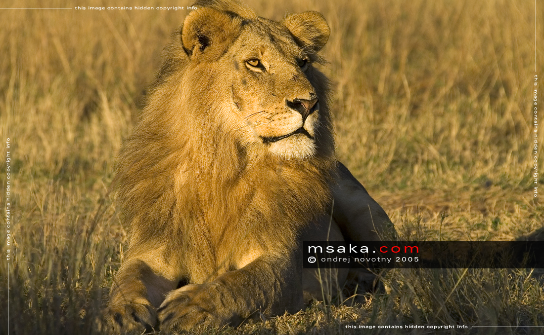 lev pustinný masai mara Keňa Panthera leo východ slunce panthera leo - Afrika fototisky