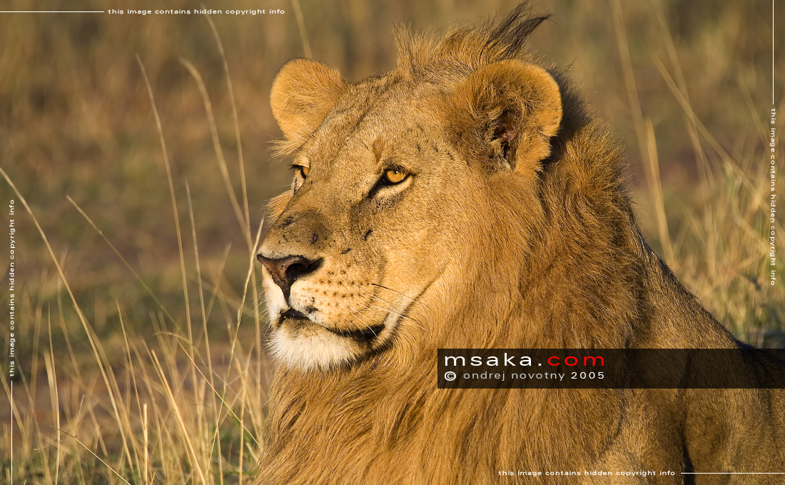 lev pustinný masai mara keňa panthera leo - Afrika fototisky
