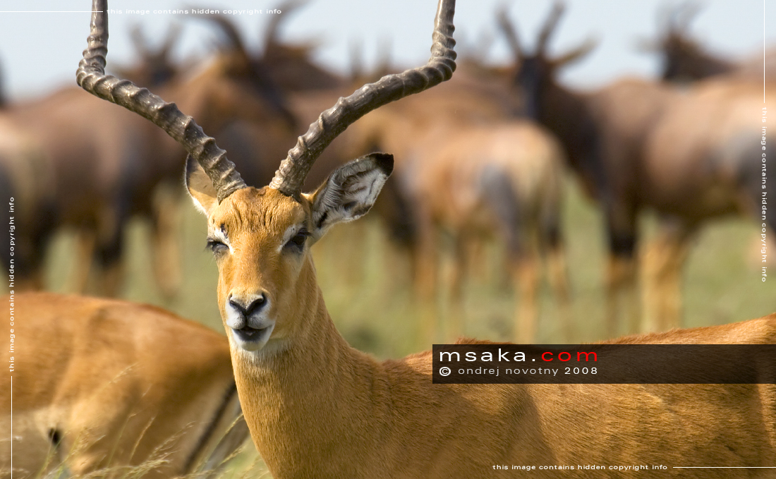 Impala - Afrika fototisky