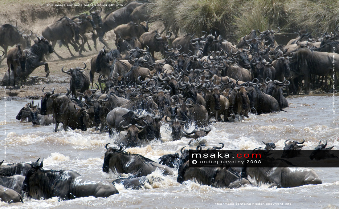 pakoně stádo migrace přechod řeky Mara  Masai Mara - Afrika fototisky