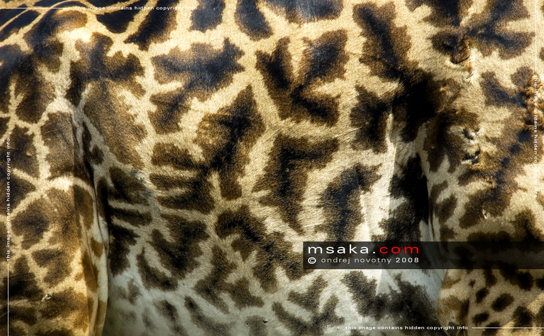 srst žirafa masajská detail giraffa camelopardalis tippelskirchi - Afrika fototisky
