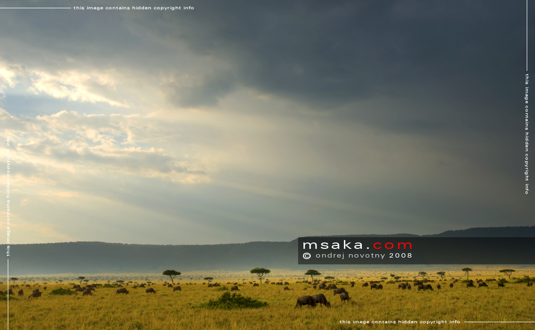Savana na pomezí Mary a Serengeti - Afrika fototisky