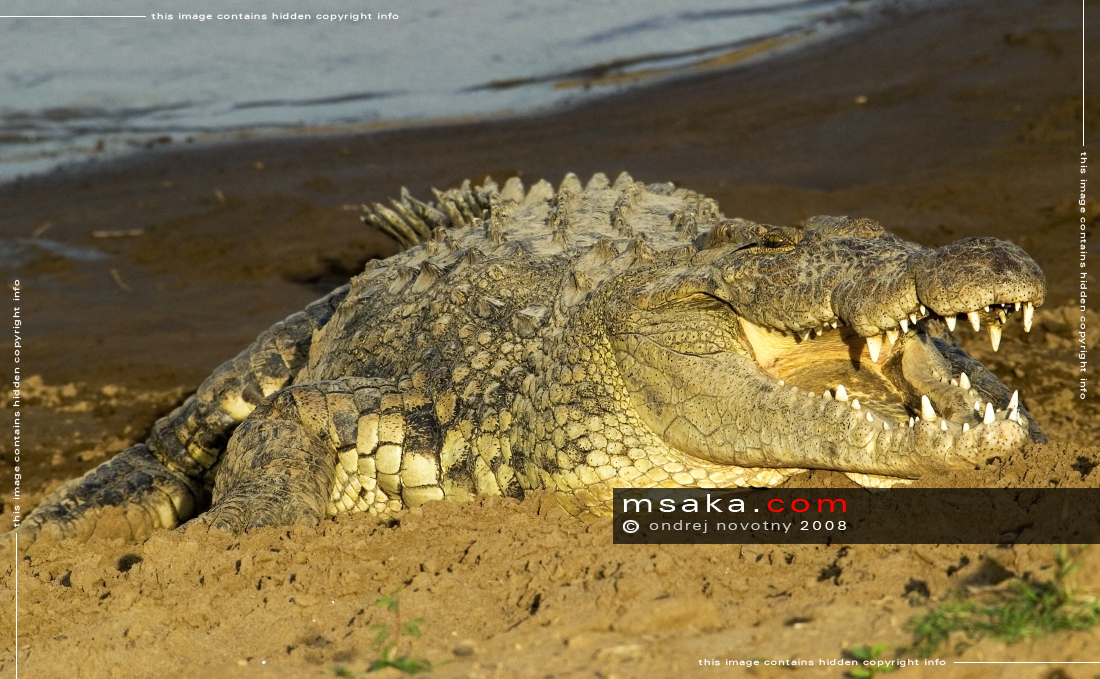Krokodýl a západ slunce - Afrika fototisky