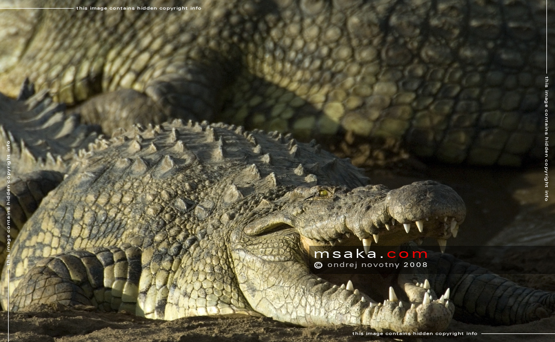 Krokodýli u řeky Mara - Afrika fototisky