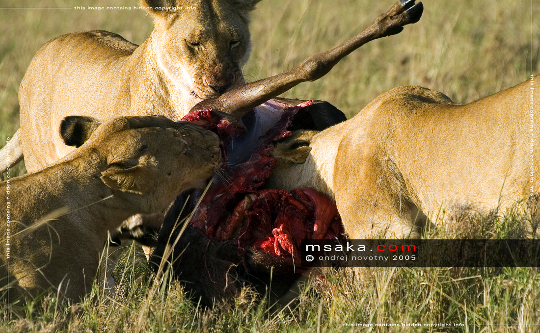 Lvice ulovily pakoně, Mara - Afrika fototisky