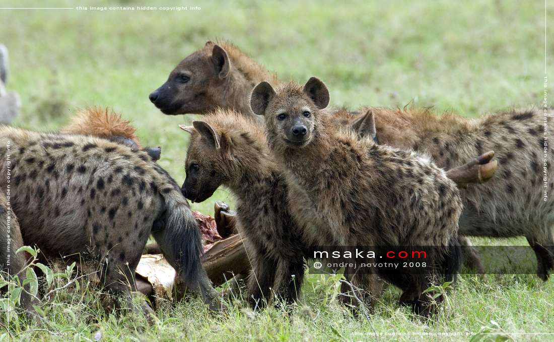 Hyeny u úlovku - Afrika fototisky