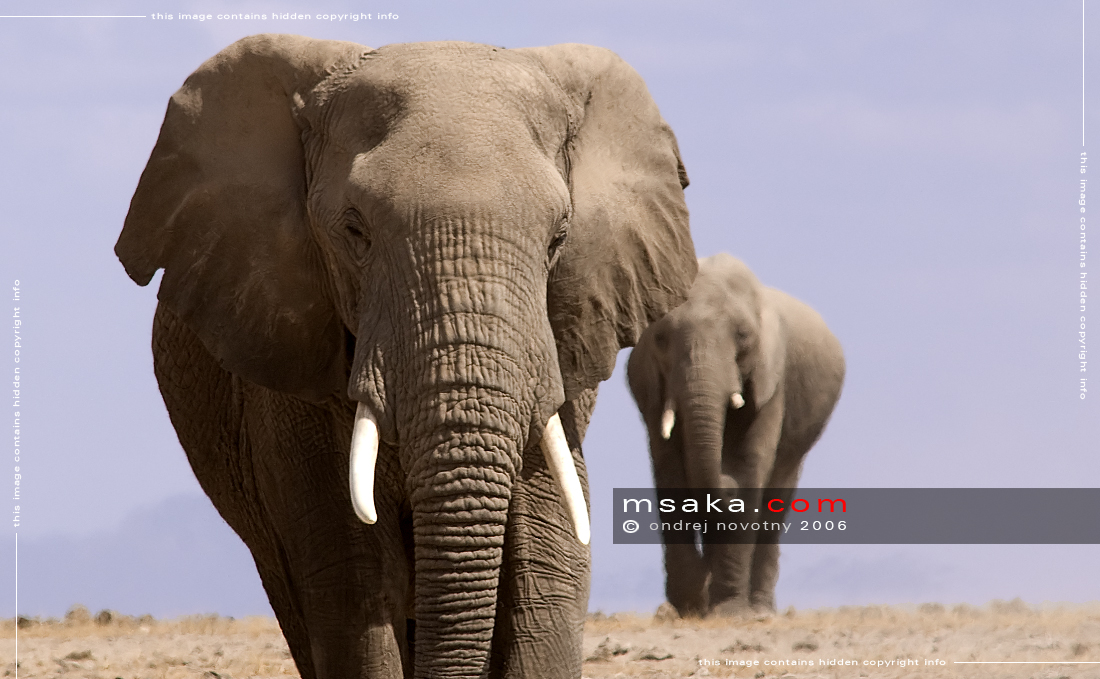 Vedro v Amboseli - Afrika fototisky