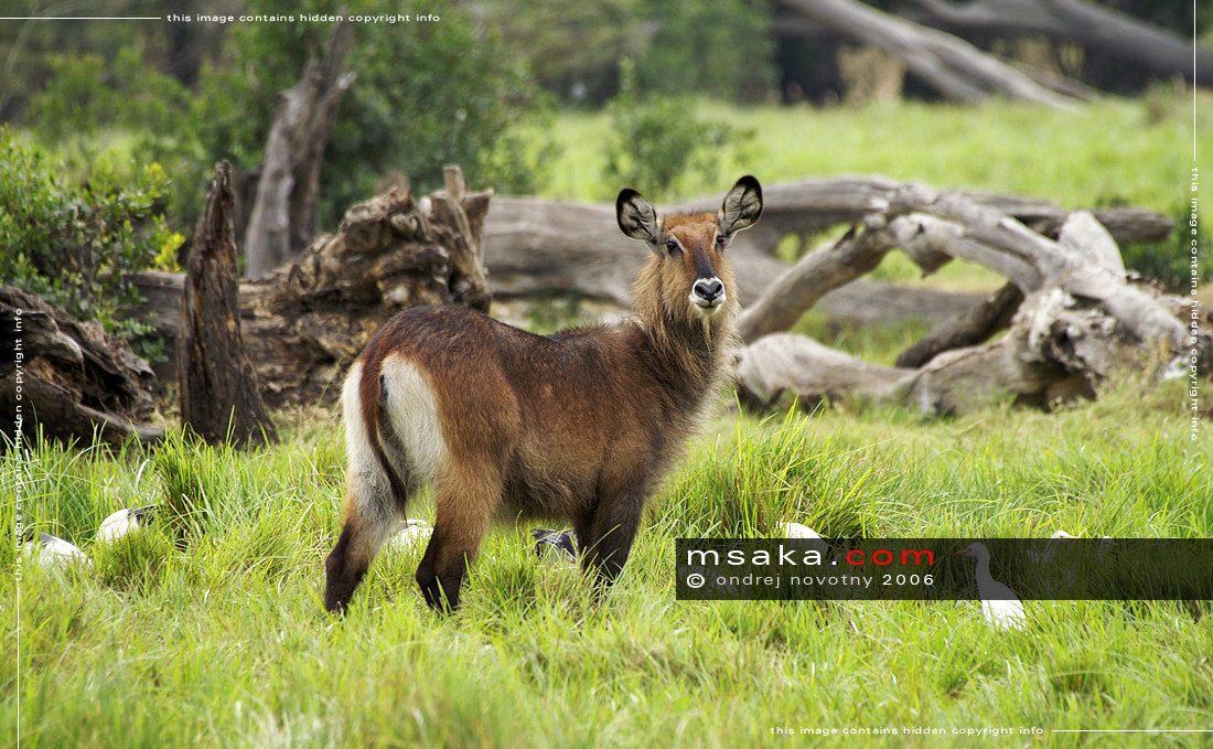 Voduška velká jelenovitá  - Afrika fototisky
