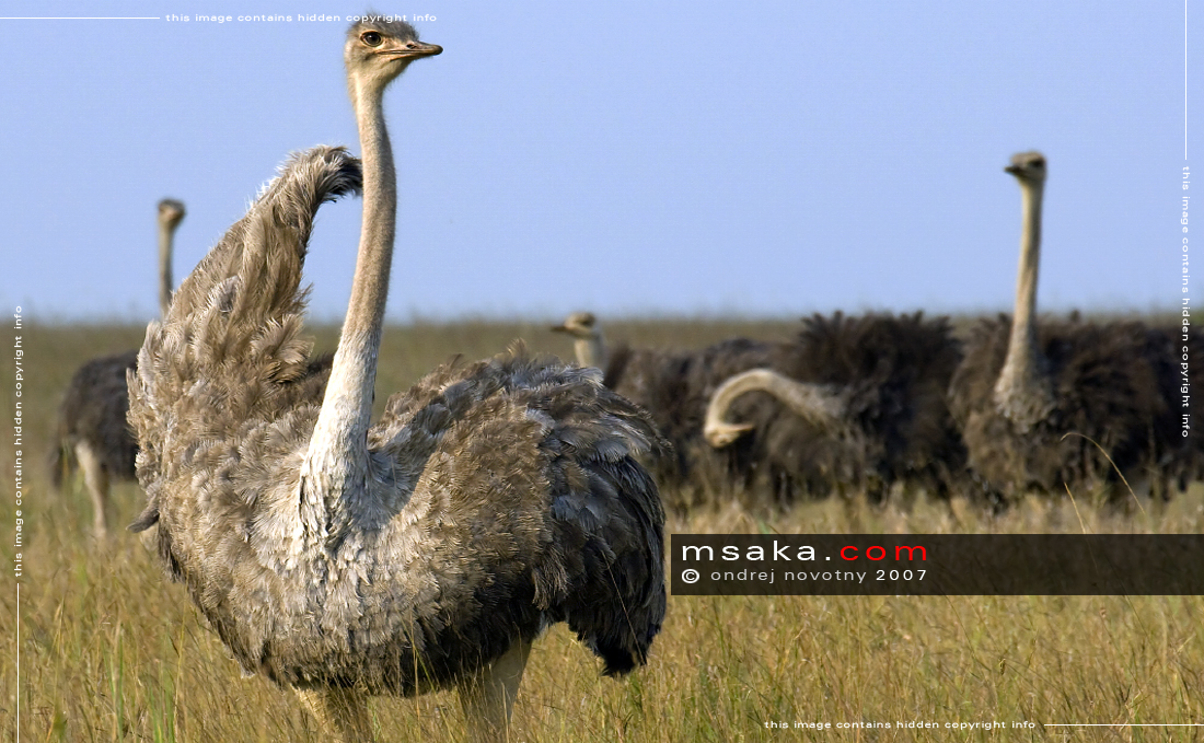Skupina pštrosů, Mara - Afrika fototisky