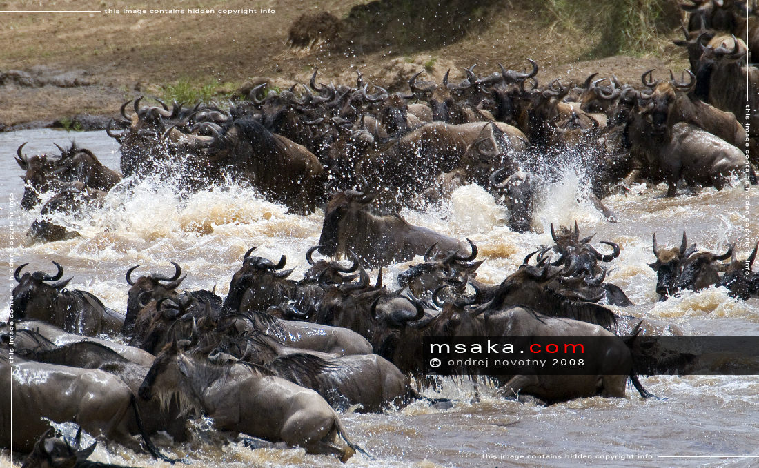 Pakoně brodí řeku Mara - Afrika fototisky